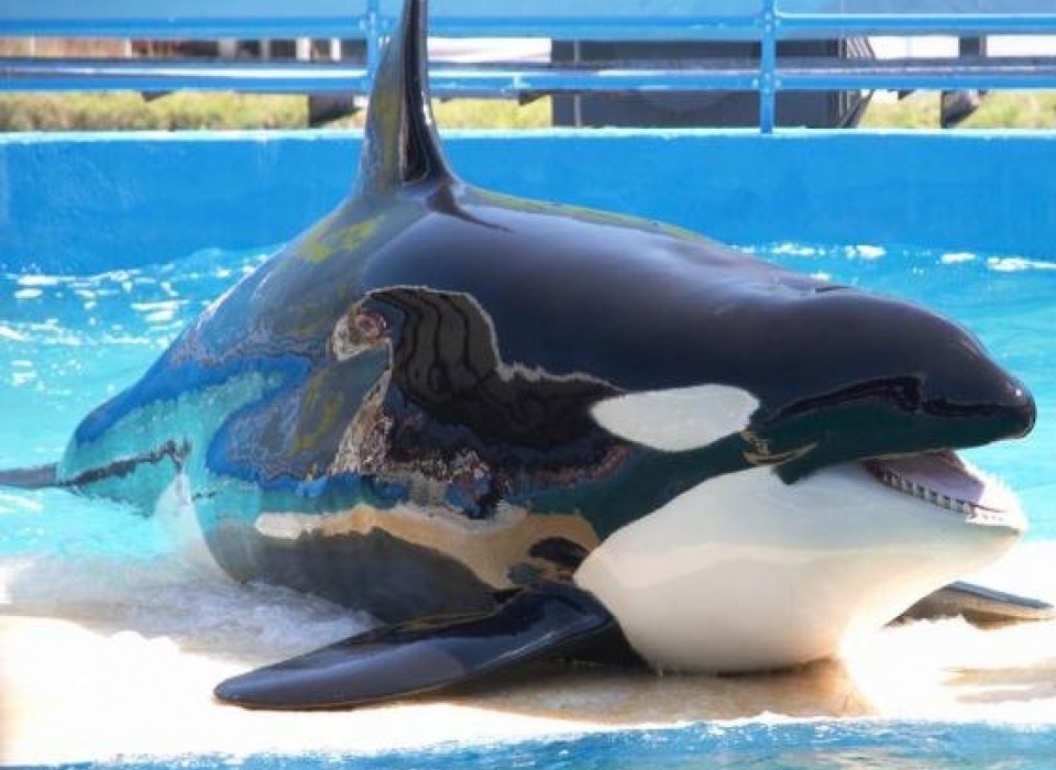 Marineland Marineland and AquaSplash (France)